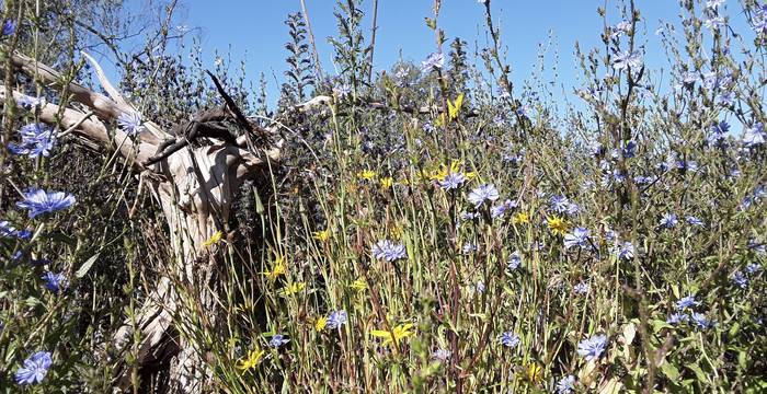 Willkommenes Versteck und Nektarangebot für Insekten – ein alter Baumstamm in einem Blütenmeer. Eine Vielfalt an einheimischen Pflanzen und Strukturen sollten in keinem Naturgarten fehlen. © Raphael Mettler