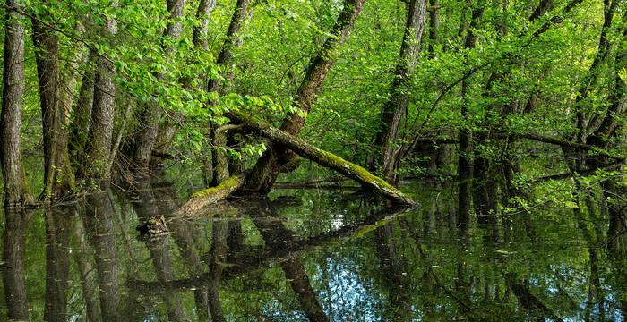 Prix Beugger et Pro Natura_Moiré franconien_Erebia medusa