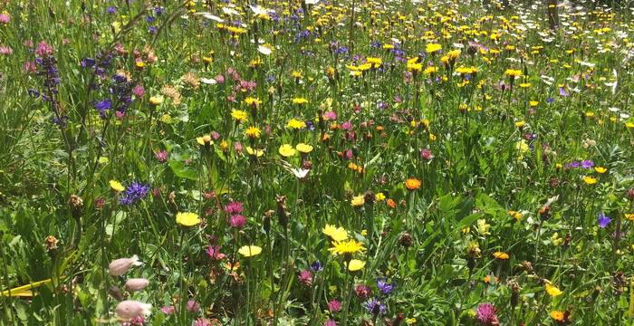 Blumenwiese cr Ursina El Sammra