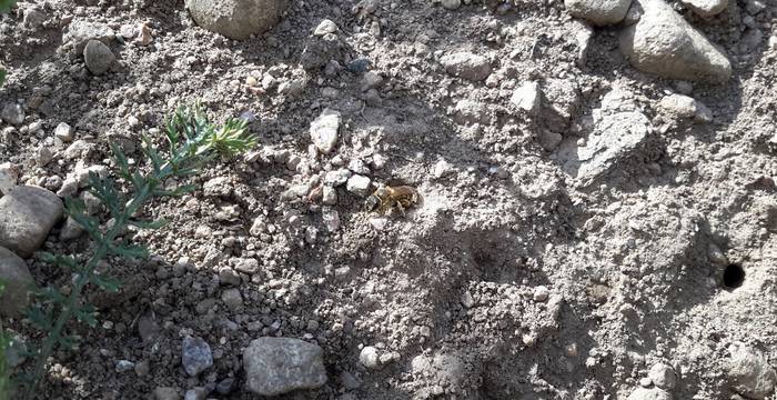 Eine Wildbiene verlässt gerade ihr Nest. Sie hat gerade ihre Eier abgelegt (am schwarzen Loch rechts erkennbar).