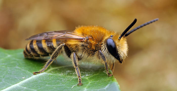 Die Efeu-Seidenbiene (Colletes hederae) hat sich Namensgetreu auf die Nahrung Efeu spezialisiert. Sie sammelt aber verlegenheitshalber (vor dem Aufblühen des Efeus) auch anderen Pollen. Ihren Nachwuchs zieht sie gerne im Sand oder in Abbruchkanten auf. Gefährdungsstaus: nicht gefährdet