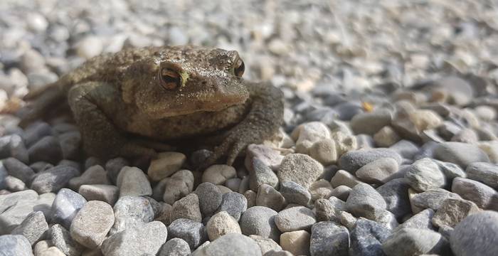 Fressen und gefressen werden… Mit den vielen Insekten kommen auch weitere Insekten-Liebhaberinnen zu Besuch. Eine Erdkröte macht sich auf den Weg zum Weiher.