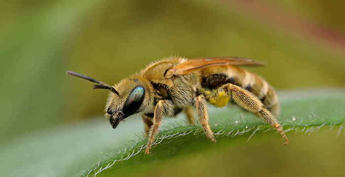 Die Goldglänzende Furchenbiene (Halictus subauratus) nistet gerne im Sand, Löss oder in flachen Böden und Abbruchkanten. Ihre Nahrung besteht aus vier Pflanzenfamilien: Korbblütler (Asteraceae), Doldengewächse (Apiaceae), Cistrosengewächse (Cistaceae) und Windengewächse (Convolvulaceae). Gefährdungsstaus: häufig, nicht gefährdet