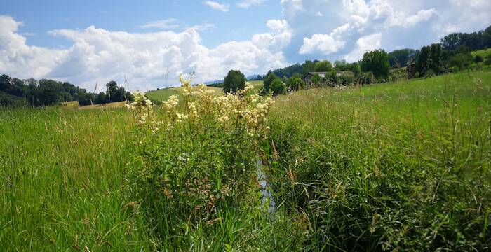 Lebensraum Helmazurjungfer - Foto: Samuel Ehrenbold