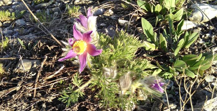 L’anémone pulsatille est une des premières plantes à fleurir au printemps