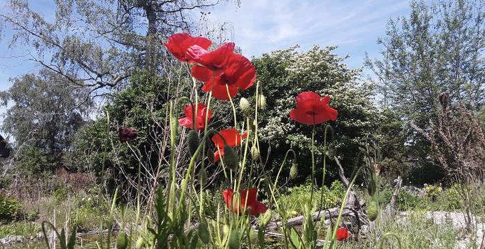 Pensez à offrir quelque chose à la faune tout au long de l’année : veillez à ce qu’il y ait des fleurs du printemps à la fin de l’automne. Procurez-vous des graines ou des semences indigènes appropriées.