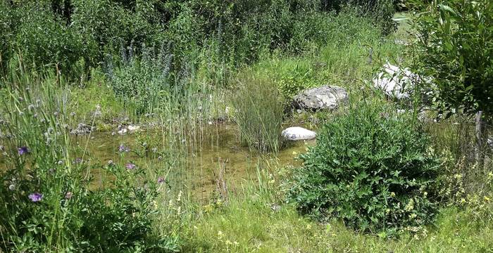 Die Vielfalt machts aus: Für möglichst viele verschiedene Gäste im Garten braucht es unterschiedlichste Lebensräume, von nass bis sehr trocken. © Andrea Haslinger