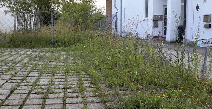 Parkplatz und Insektenweide in einem: die offenen Fugen zwischen den Platten wurden eingesät. An Orten mit geringer Störung entwickelt sich eine bunte Vielfalt.