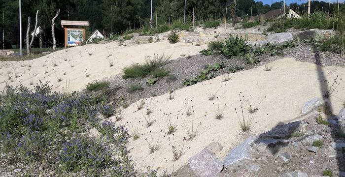 Dune de sable pour abeilles sauvages, avec bordure de plantes pionnières