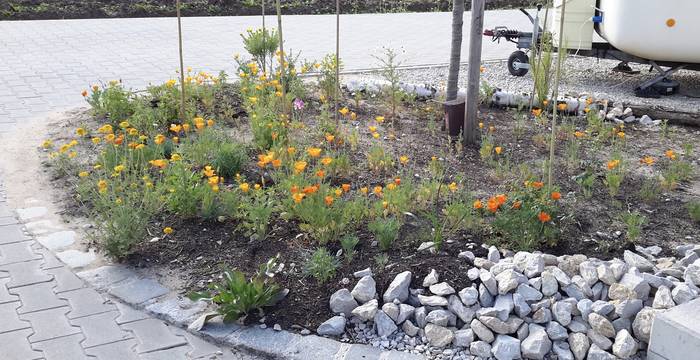 Un jardin de pierre concassée devient un îlot de biodiversité - même un petit coin en bordure d’une place de parc peut être précieux pour la nature.