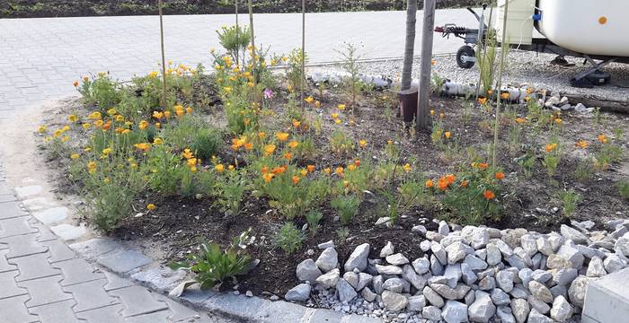 Un jardin de pierre concassée devient un îlot de biodiversité - même un petit coin en bordure d’une place de parc peut être précieux pour la nature. © Andrea Haslinger