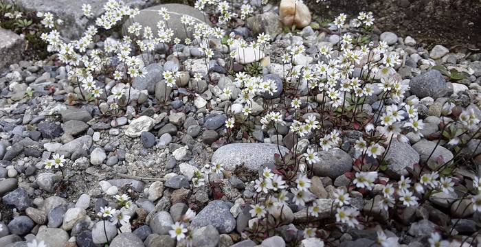 Die Vielfalt machts aus: Einige Pflanzen gedeihen nur an nährstoffarmen Standorten. Sie sind auf fettem Boden nicht konkurrenzfähig. Die offenen sandigen Bodenflächen dienen verschiedenen Insekten als Nistplatz und Versteck. © Raphael Mettler