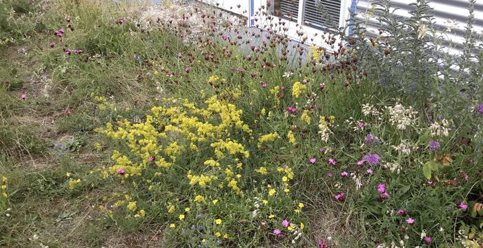 Prairie sèche en fleurs © Andrea Haslinger