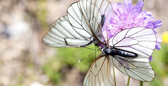 Un papillon d’une grande délicatesse – Les gazés ou piérides de l’aubépine possèdent des ailes presque translucides ornées de nervures sombres. Ils vivent dans les talus, les haies et les prairies maigres.