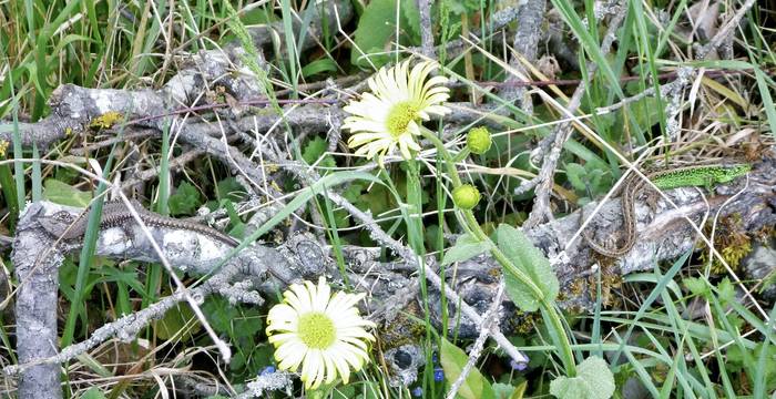 Lézard des souches et lézard des murailles dans un jardin naturel