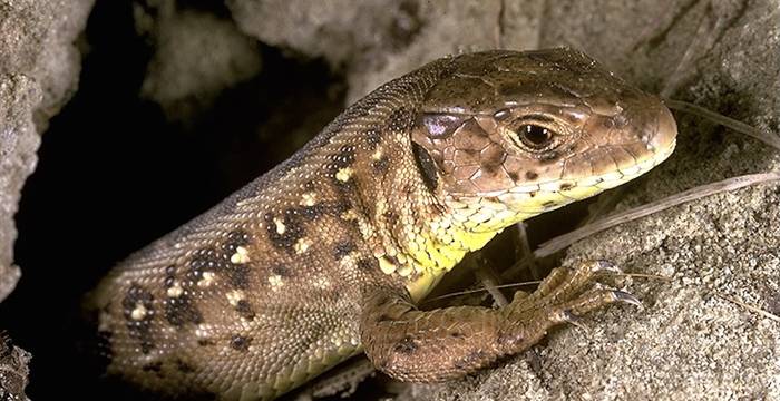 Le craintif lézard des souches apprécie les abris lui offrant chaleur et sécurité.