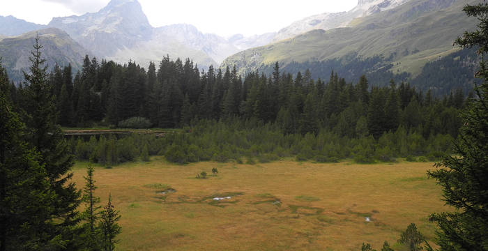 Durch jahrhundertelange extensive Nutzung ist im Pro Natura Schutzgebiet Alp Flix eine einmalige Moor- und Kulturlandschaft mit Hoch- und Flachmooren, Heuwiesen und Weiden entstanden.