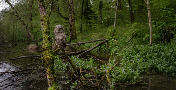 Seit über zehn Jahren ist der Biber Baumeister des Waldstücks Niederholz bei Marthalen. Das Resultat seiner Arbeit: Ein für die Schweiz einmaliger Bibersee und eine märchenhafte Auenlandschaft.