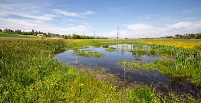 Lobsigensee