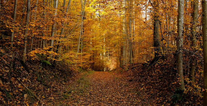 La forêt de hêtres montre ses plus belles couleurs automnales