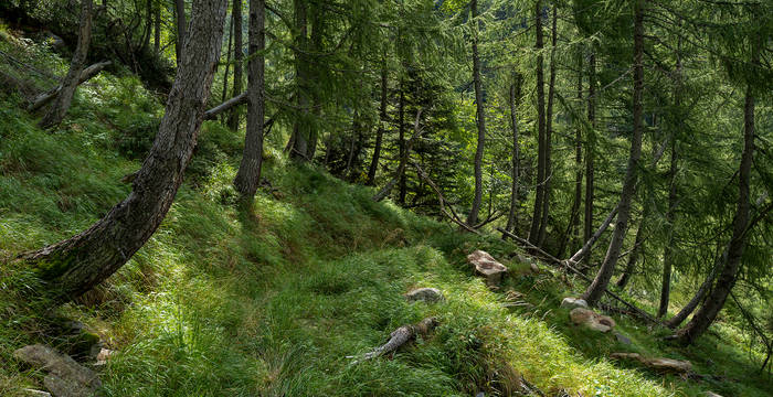 Das Pro Natura Naturwaldreservat Val Cama GR ist nach dem Nationalpark das grösste Waldreservat der Schweiz und schützt 26 verschiedenen Waldgesellschaften.