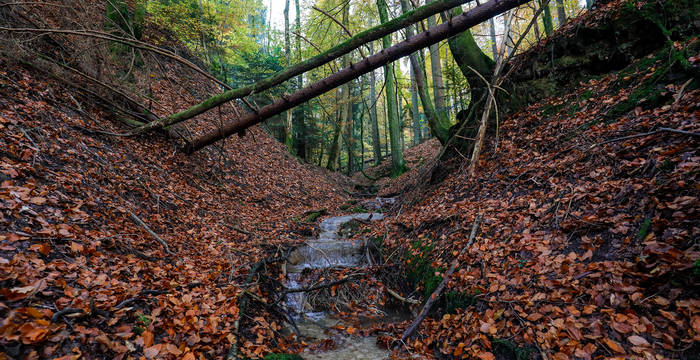 Kleine Wasserflächen im Wald sind wertvolle Lebensräume für verschiedenste Arten, wie zum Beispiel der Feuersalamander und der Bachflohkrebs.