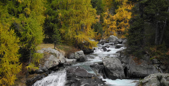 Le mélèze est une essence typique de la forêt de montagne. Il a été favorisé sur les pâturages forestiers en raison de la litière formée par ses aiguilles qui se décompose en un hiver. L’herbe y repousse vigoureusement au printemps suivant - fournissant suffisamment de nourriture au bétail. © Jan Guerke