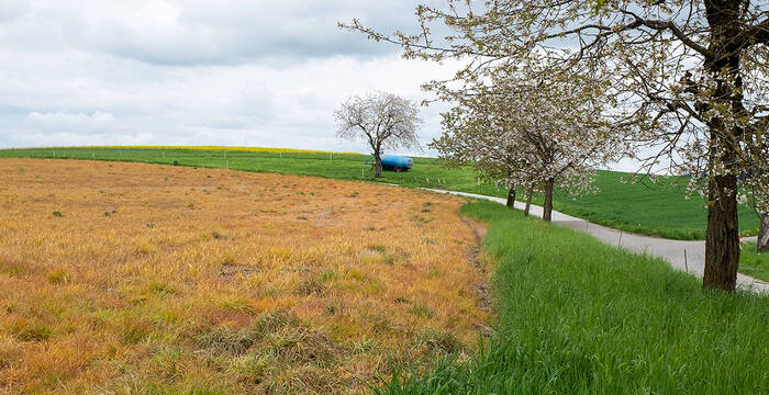 Wiese nach dem Einsatz von Pestiziden. Eine pflanzliche Wüste