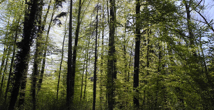 En été, le sol est ombragé dans les forêts de hêtres. Le hêtre est l’essence de feuillus la plus répandue en Suisse.