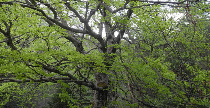 De nombreuses espèces trouvent refuge et nourriture dans les couronnes imposantes des vieux arbres.