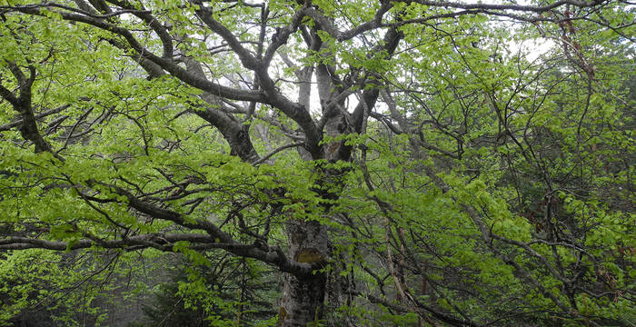 De nombreuses espèces trouvent refuge et nourriture dans les couronnes imposantes des vieux arbres. © Jan Guerke