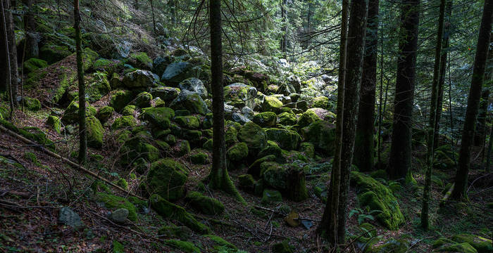 En Suisse, de nombreuses forêts exercent une fonction de protection. Ces blocs de rochers ont été immobilisés dans cette forêt à la suite d’un éboulement. © Matthias Sorg