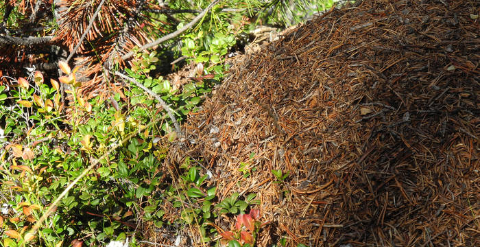Les fourmis comptent aussi parmi les habitantes de la forêt. Elles affectionnent les aiguilles de conifères pour construire leur fourmilière. © Jan Guerke