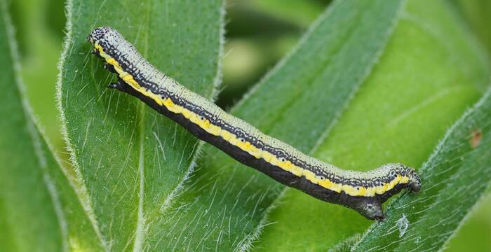 lycia zonaria-Raupe Stefan Birrer