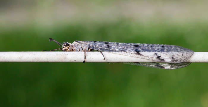 Ameisenjungfer © Matthias Sorg