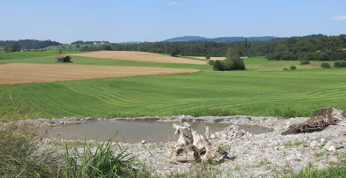 Das neuerstellte kleine Laubfroschparadies in Hatwil. © Aktion Biber & Co. Reusstal