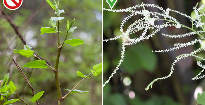 À gauche: la renouée du Japon, une plante exotique //  À droite: la barbe-de-bouc, une plante indigène