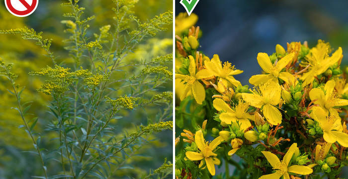 À gauche : l’exotique verge d’or du Canada © Matthias Sorg | À droite : du millepertuis © NickyPe sur Pixabay