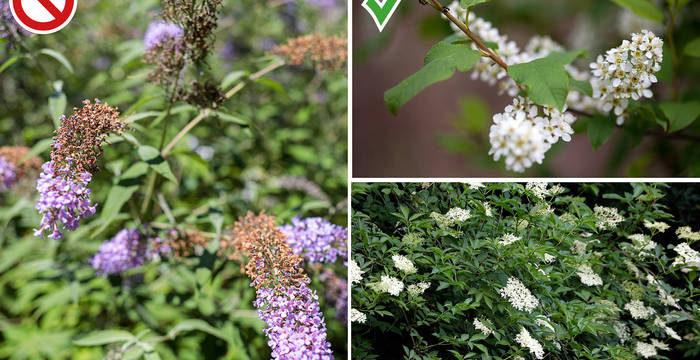 der gebietsfremde Sommerflieder | Rechts: die einheimische Gewöhnliche Traubenkirsche und Schwarzer Holunder verzaubern beide mit ihrem Duft und bieten im Herbst wertvolle Beeren