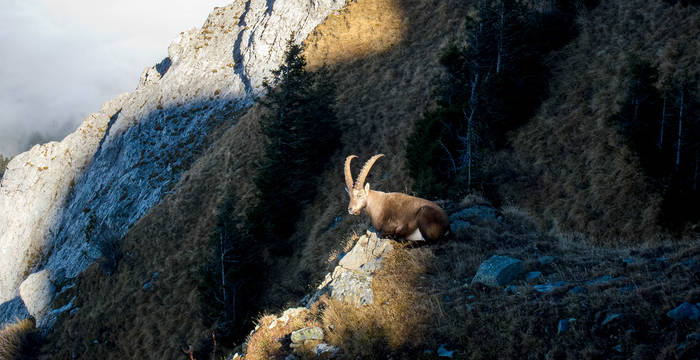 Capra ibex © Matthias Sorg