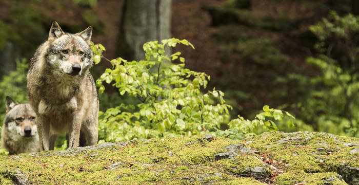 Wolf © Shutterstock Nadezda Murmakova