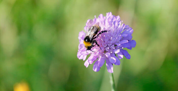 Ackerwittwenblume