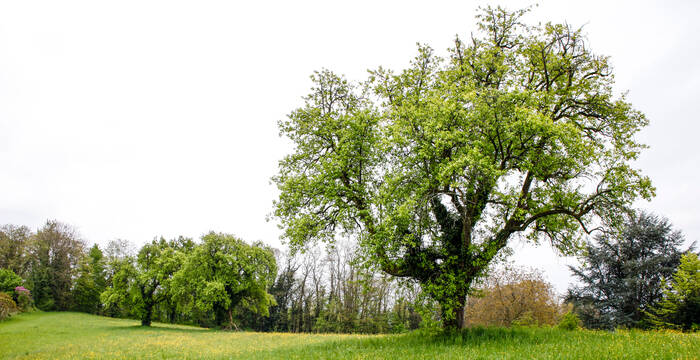 Obstbaumwiese cr Matthias Sorg