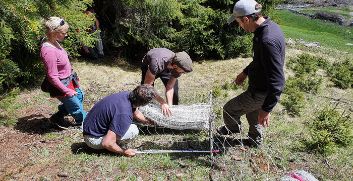 Ein grosses Dankeschön allen Menschen, die sich für das friedliche Zusammenleben von Wolf und Mensch im Berggebiet engagieren. Wir freuen uns darüber, den Landwirtinnen und Landwirten diese Unterstützung anbieten zu können. © Pro Natura Graubünden