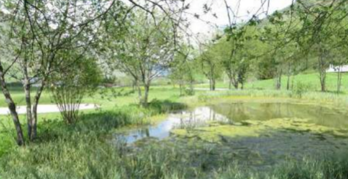 Teich Realp cr Urs Wüthrich