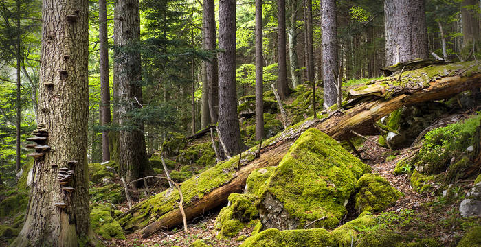 Les arbres morts couchés ou sur pied ainsi que les surfaces rocheuses dans la forêt offrent des habitats exceptionnels aux champignons, mousses et lichens. 