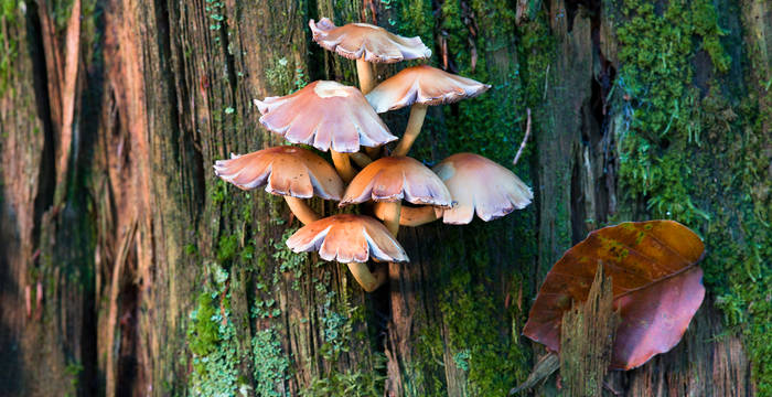 La forêt est le milieu naturel le plus important pour les grands champignons. Nombre d’entre eux ont besoin de bois mort ou de vieux arbres pour se développer. © Markus Bolliger