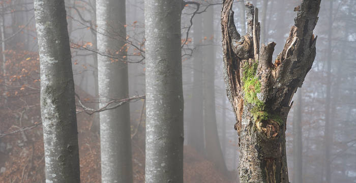 Biodiversitätsförderung ist einfach: Wird ein abgebrochener Baum stehen gelassen, entwickelt er sich zu einem sehr wertvollen Lebensraum für unterschiedlichste Insekten, Moose, Pilze und Flechten. 