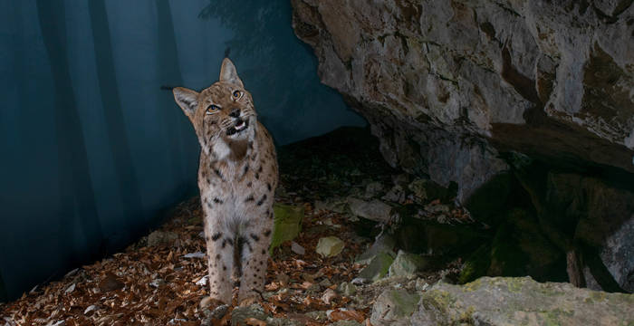 1. Preis «Wilde Wälder»: Matthias Neuhaus, 3366 Bettenhausen. Luchs im Wald