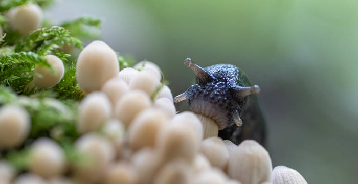 3e prix «forêts sauvages»: Roger Bütikofer, 8302 Kloten. Escargot sur des coprins